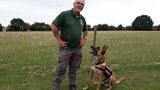 Dogs at War