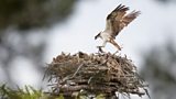 Wildlife Laws and Photography