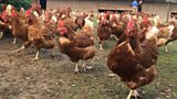 Chicken Run