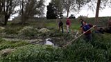Flotating Pennywort