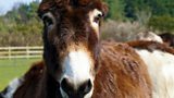 Esther the Donkey from the Redwings Sanctuary