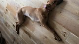 Annie - flat out at the end of the walk