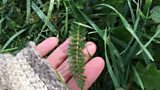Signs of Spring - Yarrow