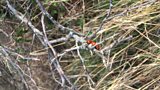 Ladybirds in Hibernation