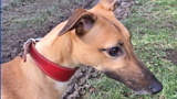 Annie the Lurcher