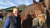 Suffolk Punch