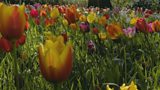 Dunsborough Park tulips