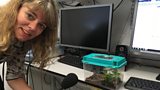 All in the Mind: Spider phobia