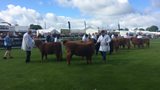 Show Animals