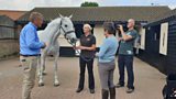 Hidden Horse Flu