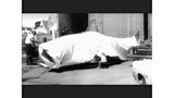 Ian Shaw - The Shark is Broken