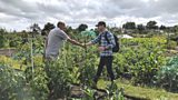 Allotments