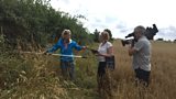 Hedgerows and Dormice