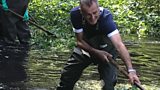 PENNYWORT
