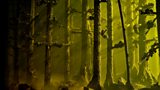 Among the Trees