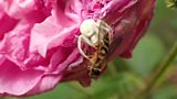 Crab Spider and Prey