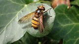 Hornet Hoverfly