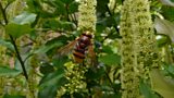 Hornet Hoverfly