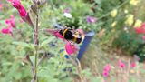 Nectar Thief on Salvia