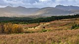 Grouse shooting