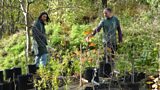 The Tree Musketeers