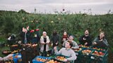 Apples in the Air