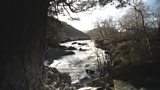 Rewilding
