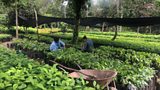 Cultivating Endangered Tree Species