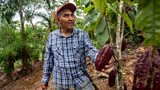 Restoring the Amazon Rainforest