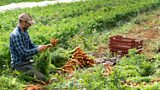 Restoring UK soils back to health