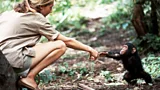 Jane Goodall reaches out to Flint, a young chimp in Gombe Stream National Park, Tanzania (Credit: Hugo van Lawick)
