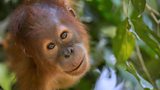 A thriving future for orangutans