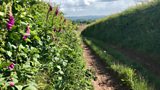 Wildlife-sustaining hedgerows