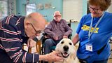 The human-animal bond