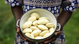 Shea butter – “Women's Goldâ€