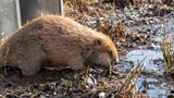 Bringing back beavers