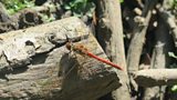 Boosting biodiversity