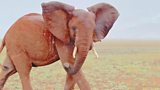 A lifeline for Kenya’s elephants