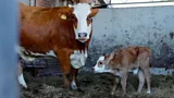 Cows might have their own language