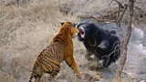 Watch a sloth bear fight a tiger