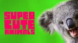Super Cute Animals