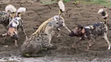 Lion saves pregnant hyena from wild dog attack