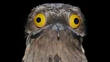 Inside the search for South America's most cryptic bird