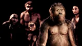 Group portrait of anthropological models based on hominid fossils (Credit: S Entressangle/ E Daynes/ Science Photo Library)