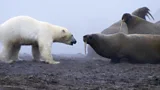 A polar bear attacks a herd of walruses in a shot from the Planet Earth documentary series (Credit: BBC/ Planet Earth)