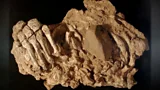 Mass Neanderthal murder discovery in Spanish cave