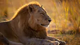 Tracking lions in Zambia’s largest national park