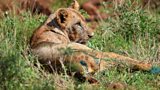 How Born Free saves lions like Sahara
