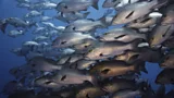 Could AI help save the world’s oceans?