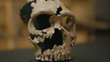 The discovery that changed our view of Neanderthal life